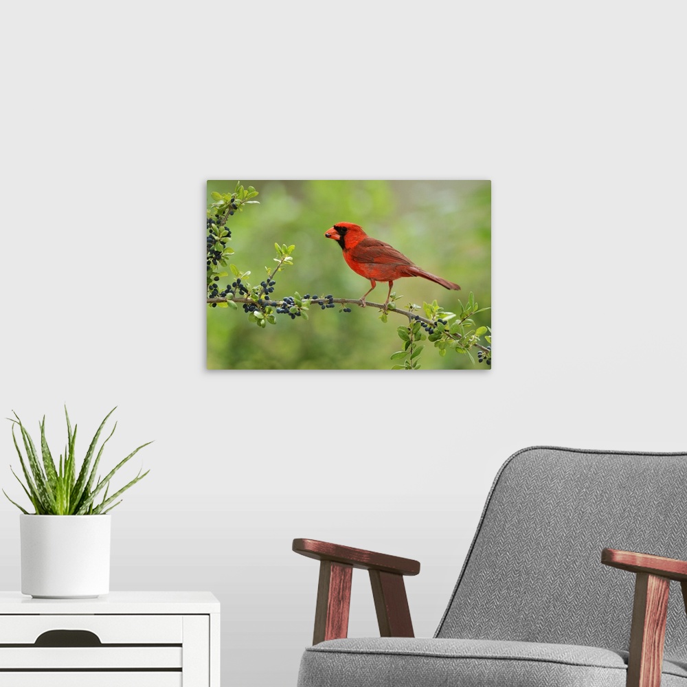 A modern room featuring Northern Cardinal (Cardinalis cardinalis), adult male eating Elbow bush (Forestiera pubescens) be...