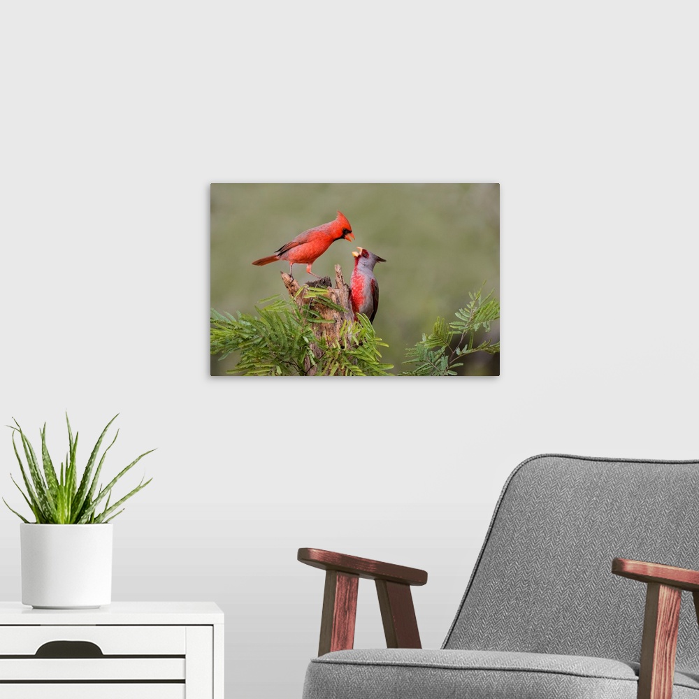 A modern room featuring Northern Cardinal (Cardinalis cardinalis) defending perch