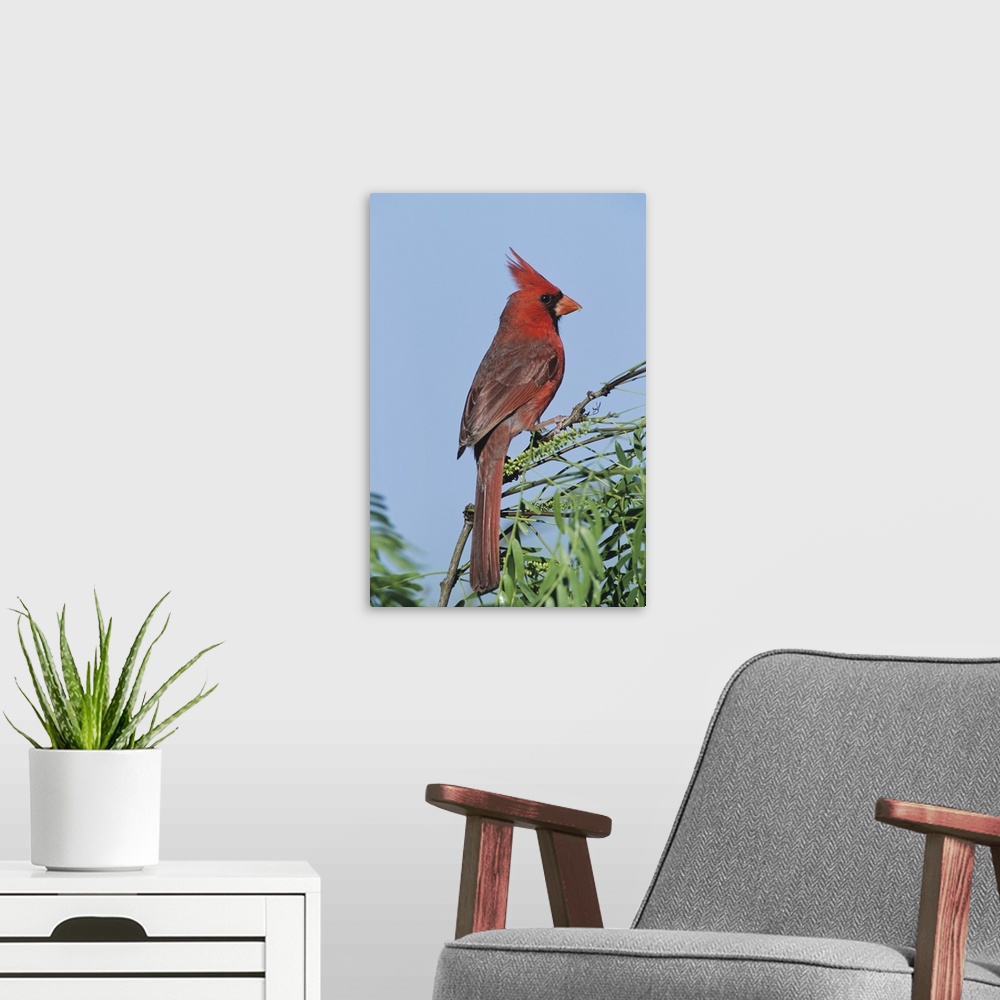 A modern room featuring Northern Cardinal, Cardinalis cardinalis,male, Welder Wildlife Refuge, Sinton, Texas, USA, April ...