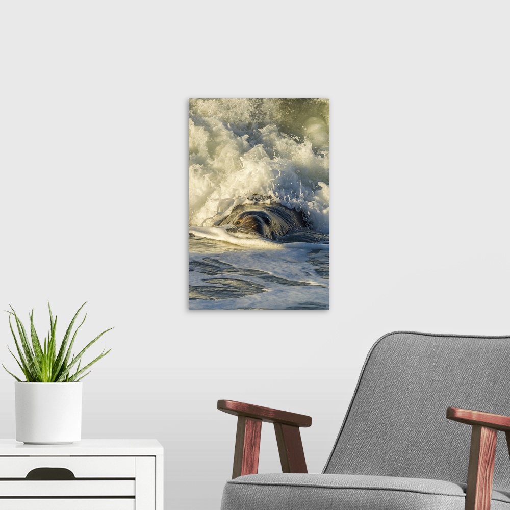 A modern room featuring USA, California, San Luis Obispo County. Northern elephant seal male and crashing wave. Credit: C...