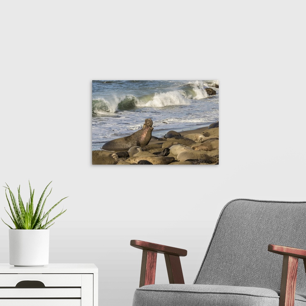 A modern room featuring USA, California, San Luis Obispo County. Northern elephant seal male defending his section of bea...