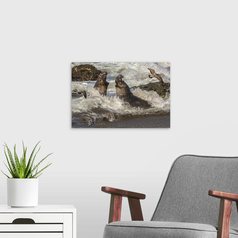 A modern room featuring USA, California, San Luis Obispo County. Northern elephant seal males fighting in surf. Credit: C...