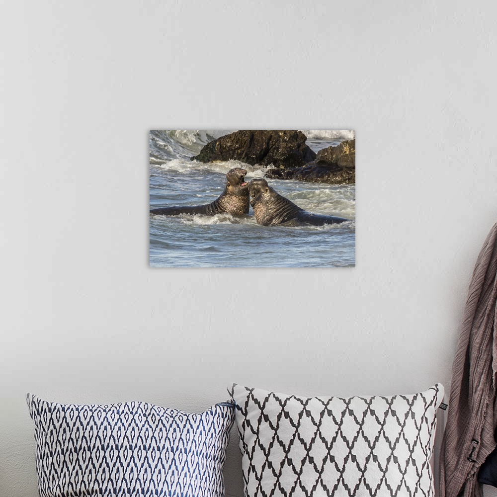 A bohemian room featuring USA, California, San Luis Obispo County. Northern elephant seal males fighting in surf. Credit: C...