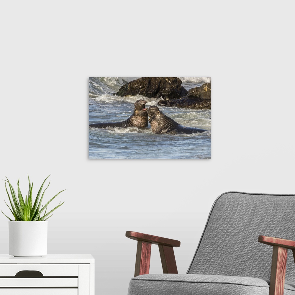 A modern room featuring USA, California, San Luis Obispo County. Northern elephant seal males fighting in surf. Credit: C...