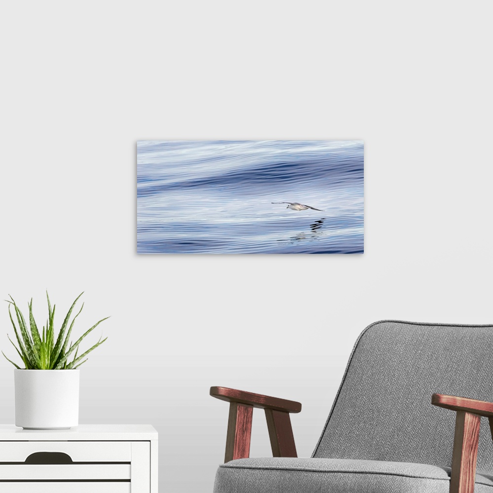 A modern room featuring Northern Fulmar, also called Arctic Fulmar (Fulmarus glacialis) near the coast of southern Greenl...