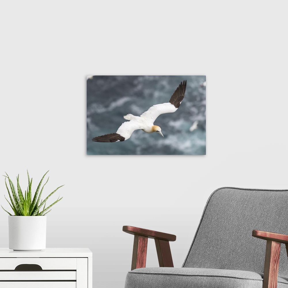 A modern room featuring Northern Gannet in the cliffs of Hermaness NNR on the island of Unst, Scotland, Shetland Islands.