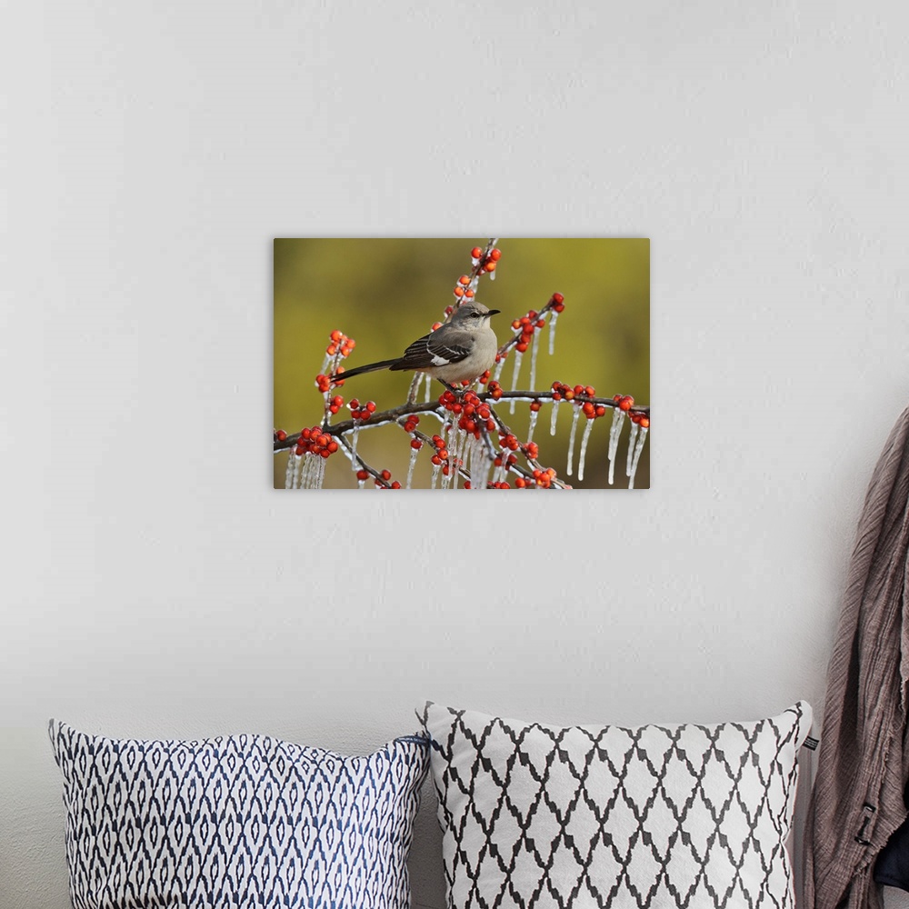 A bohemian room featuring Northern Mockingbird (Mimus polyglottos), adult perched on icy branch of Possum Haw Holly (Ilex d...