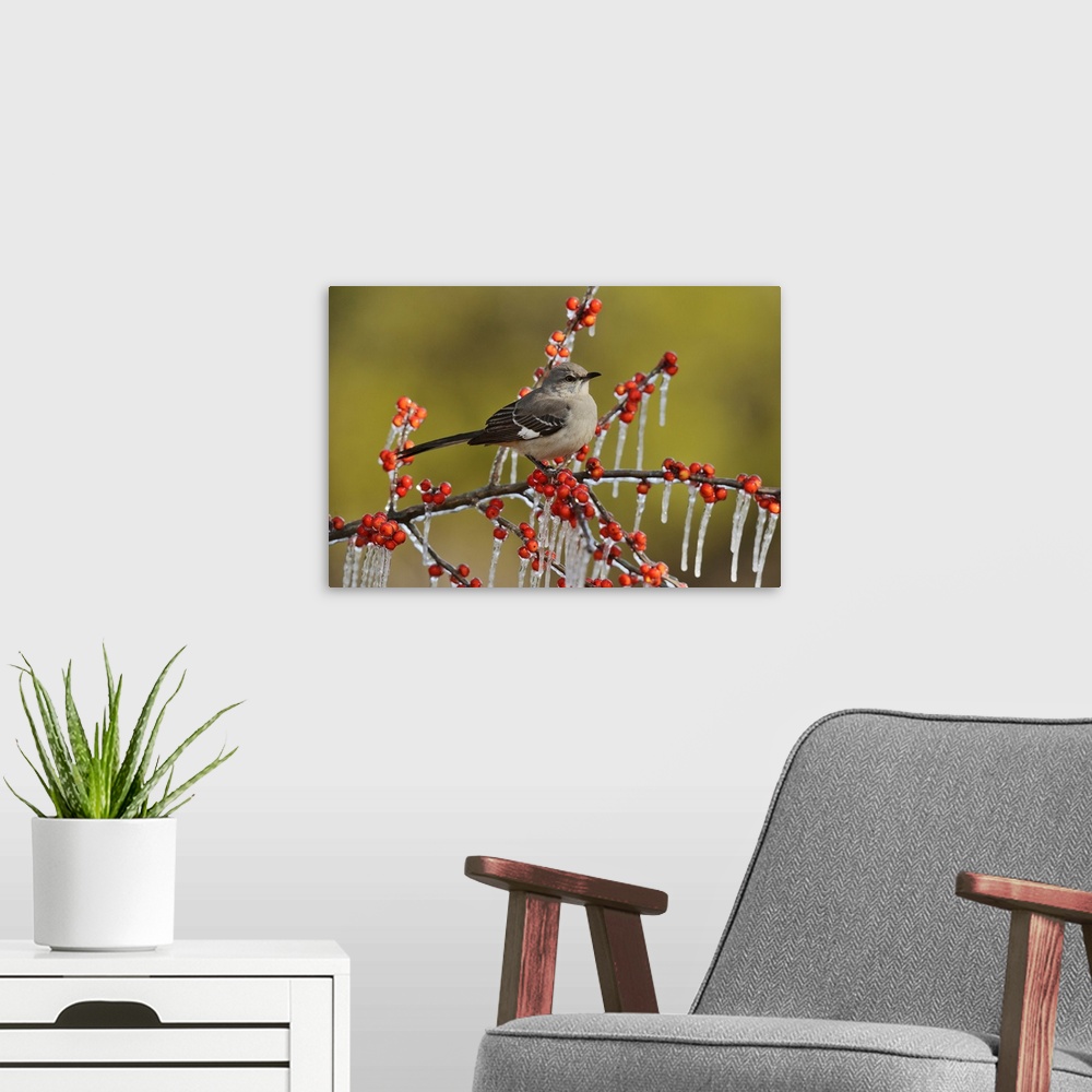 A modern room featuring Northern Mockingbird (Mimus polyglottos), adult perched on icy branch of Possum Haw Holly (Ilex d...