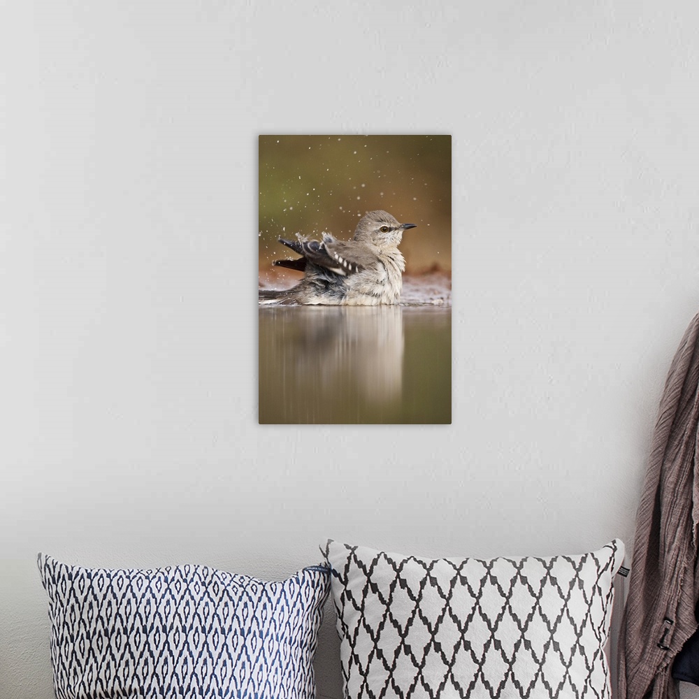 A bohemian room featuring Northern Mockingbird (Mimus polyglottus) adult bathing in pond, Starr County, Texas, USA.