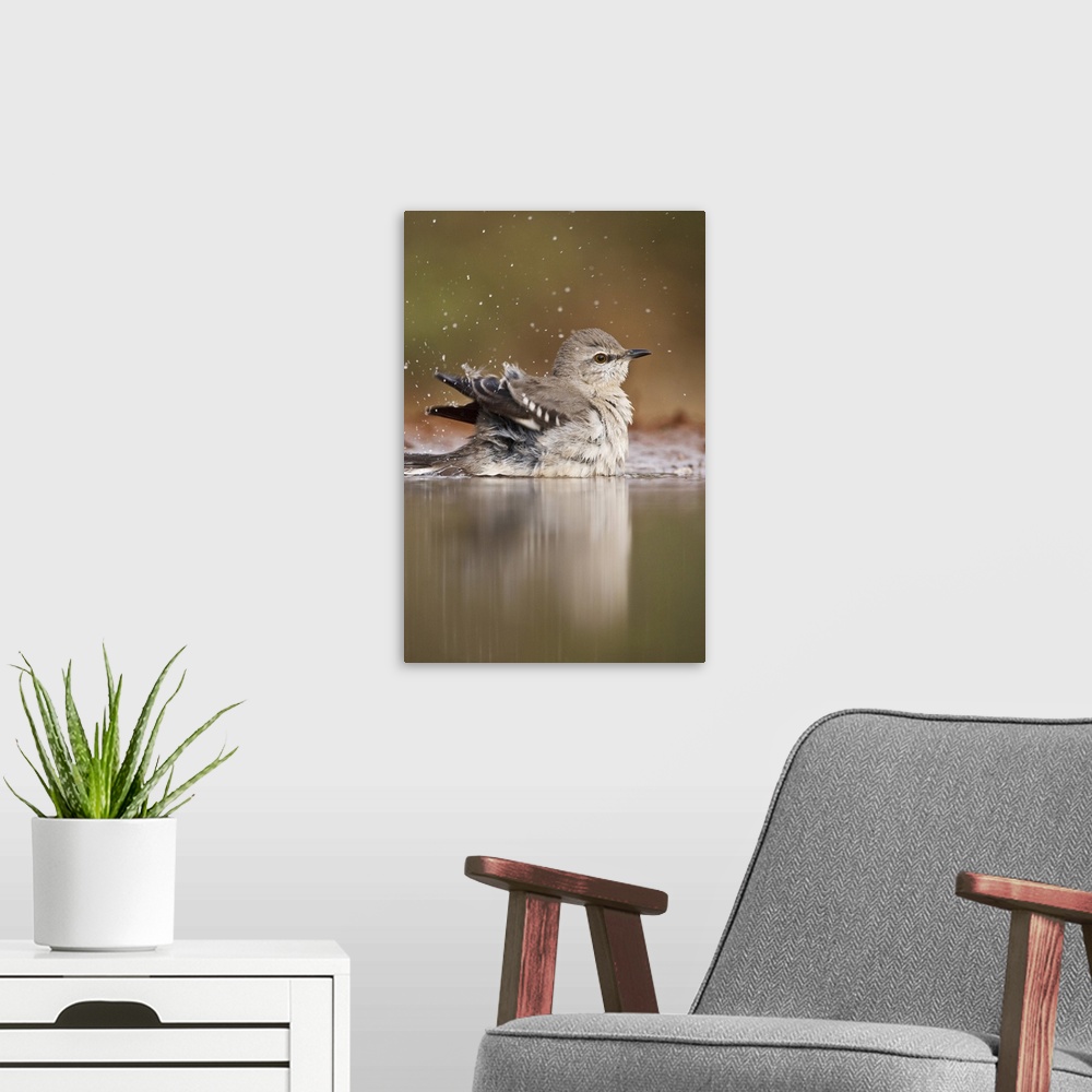 A modern room featuring Northern Mockingbird (Mimus polyglottus) adult bathing in pond, Starr County, Texas, USA.