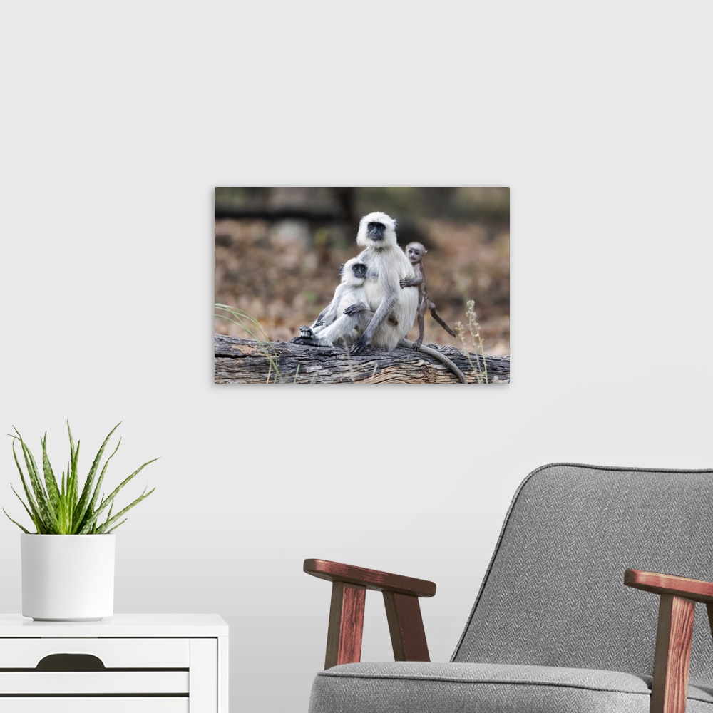 A modern room featuring India, Madhya Pradesh, Kanha National Park. Portrait of a northern plains langur family sitting o...