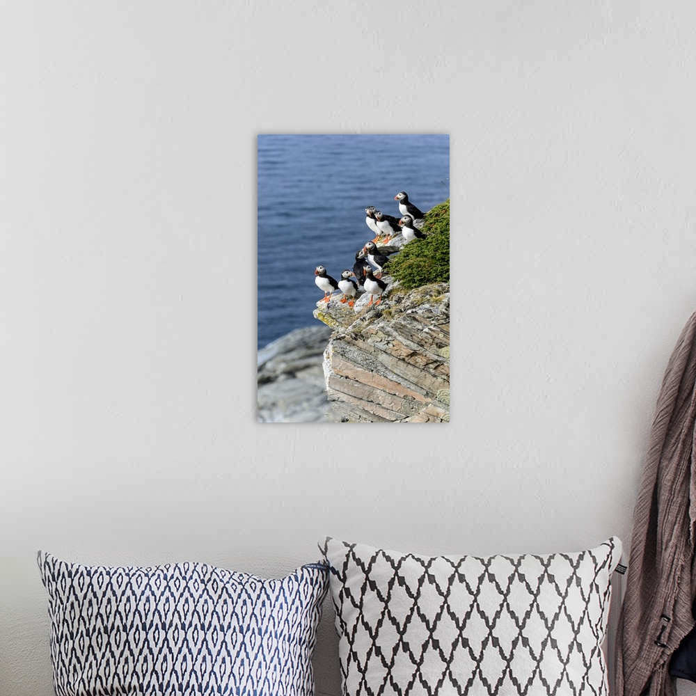 A bohemian room featuring Norway, Finnmark, Loppa. Atlantic Puffin at their nesting cliffs.