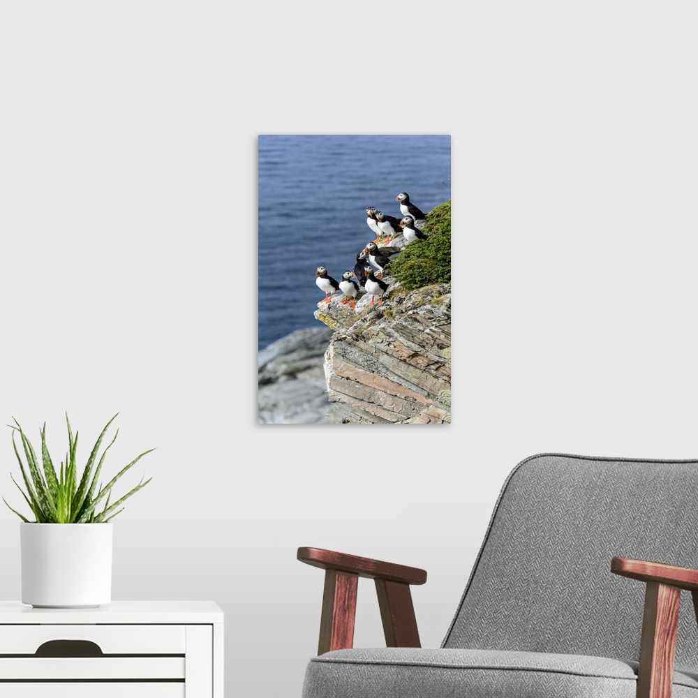 A modern room featuring Norway, Finnmark, Loppa. Atlantic Puffin at their nesting cliffs.