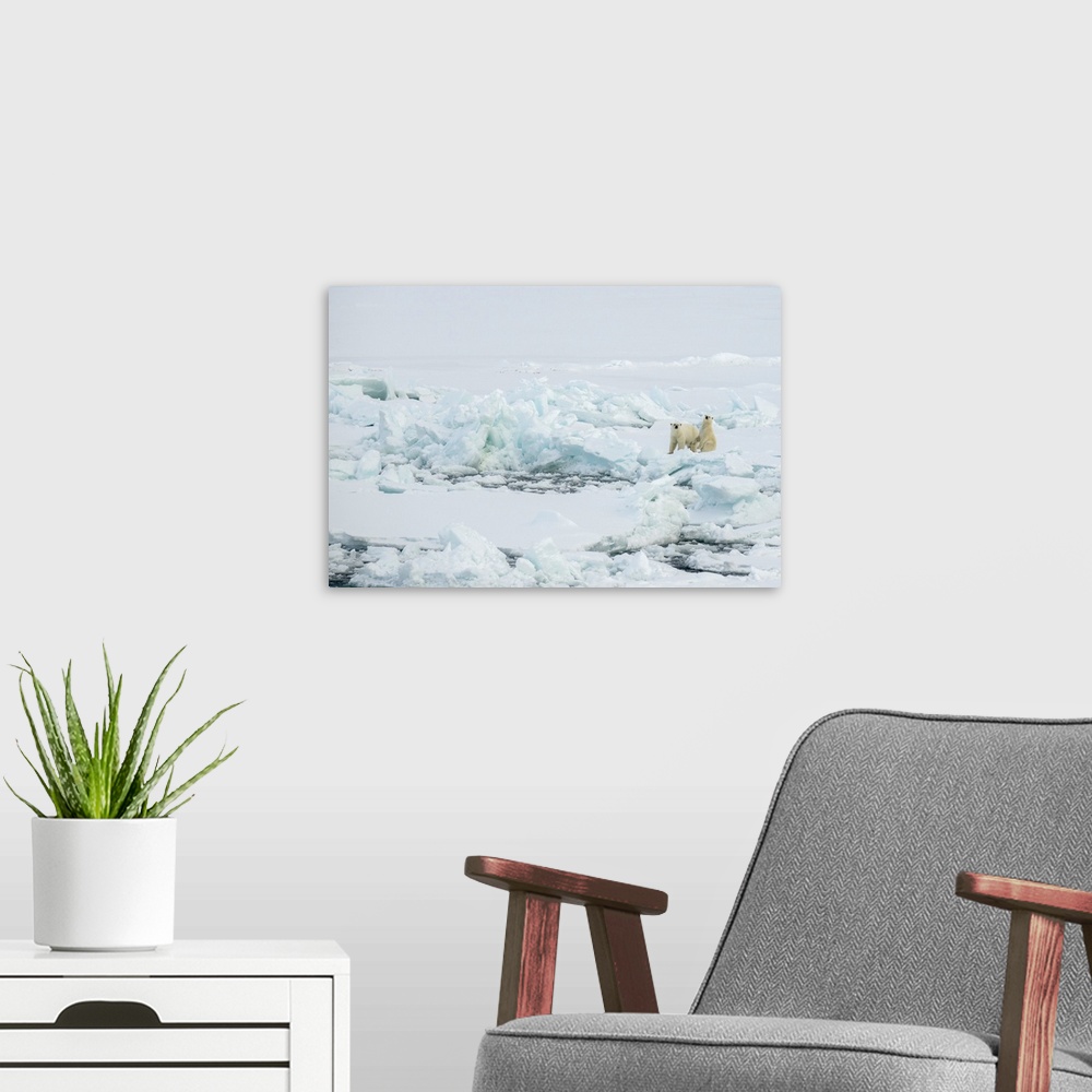 A modern room featuring Norway, High Arctic. Polar bear mother and cub on sea ice. Europe, Norway.