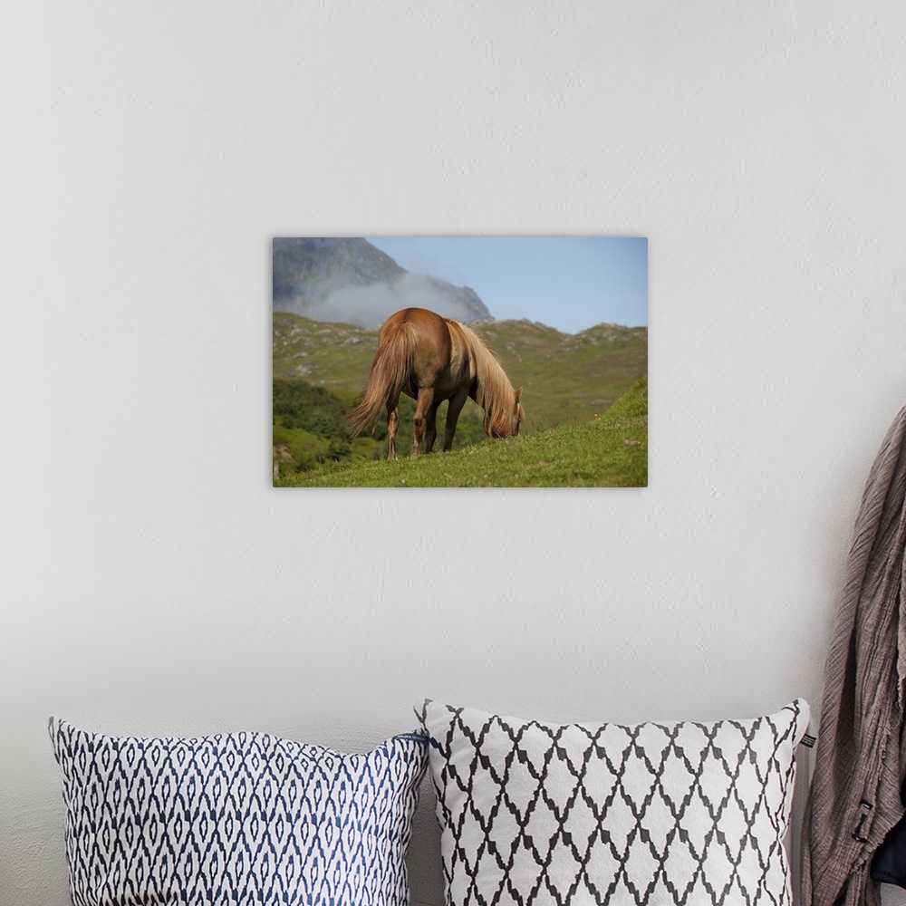 A bohemian room featuring Norway, Nordland, Lofoten Archipelago, Borgelva. "Fjord Horse" in pasture, special breed of Norwe...