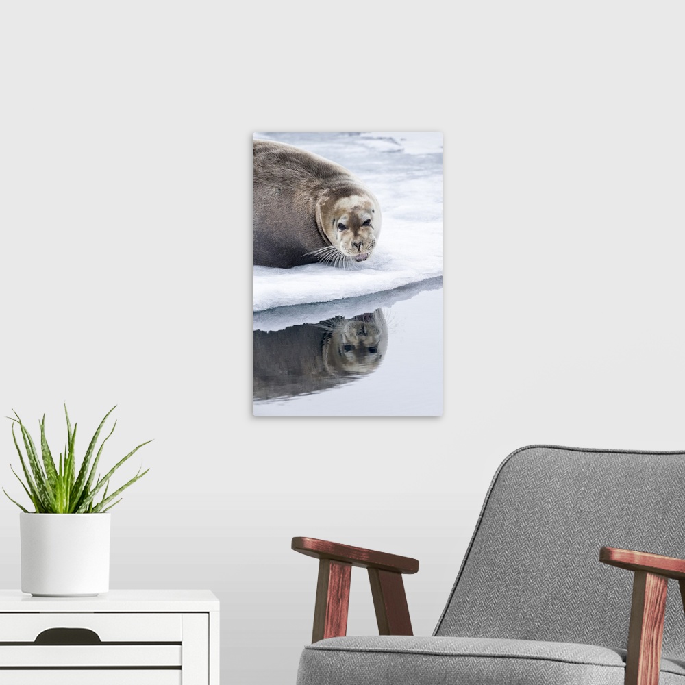 A modern room featuring Norway, Svalbard, pack ice, Bearded Seal (Erignathus barbatus) on ice.