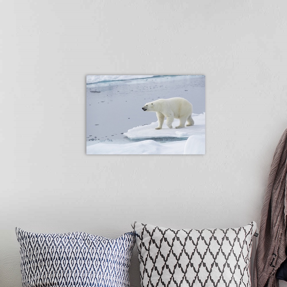 A bohemian room featuring Norway, Svalbard, pack ice, female polar bear (Ursus maritimus).