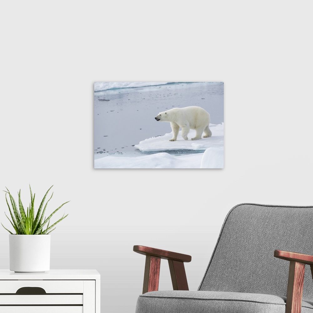 A modern room featuring Norway, Svalbard, pack ice, female polar bear (Ursus maritimus).