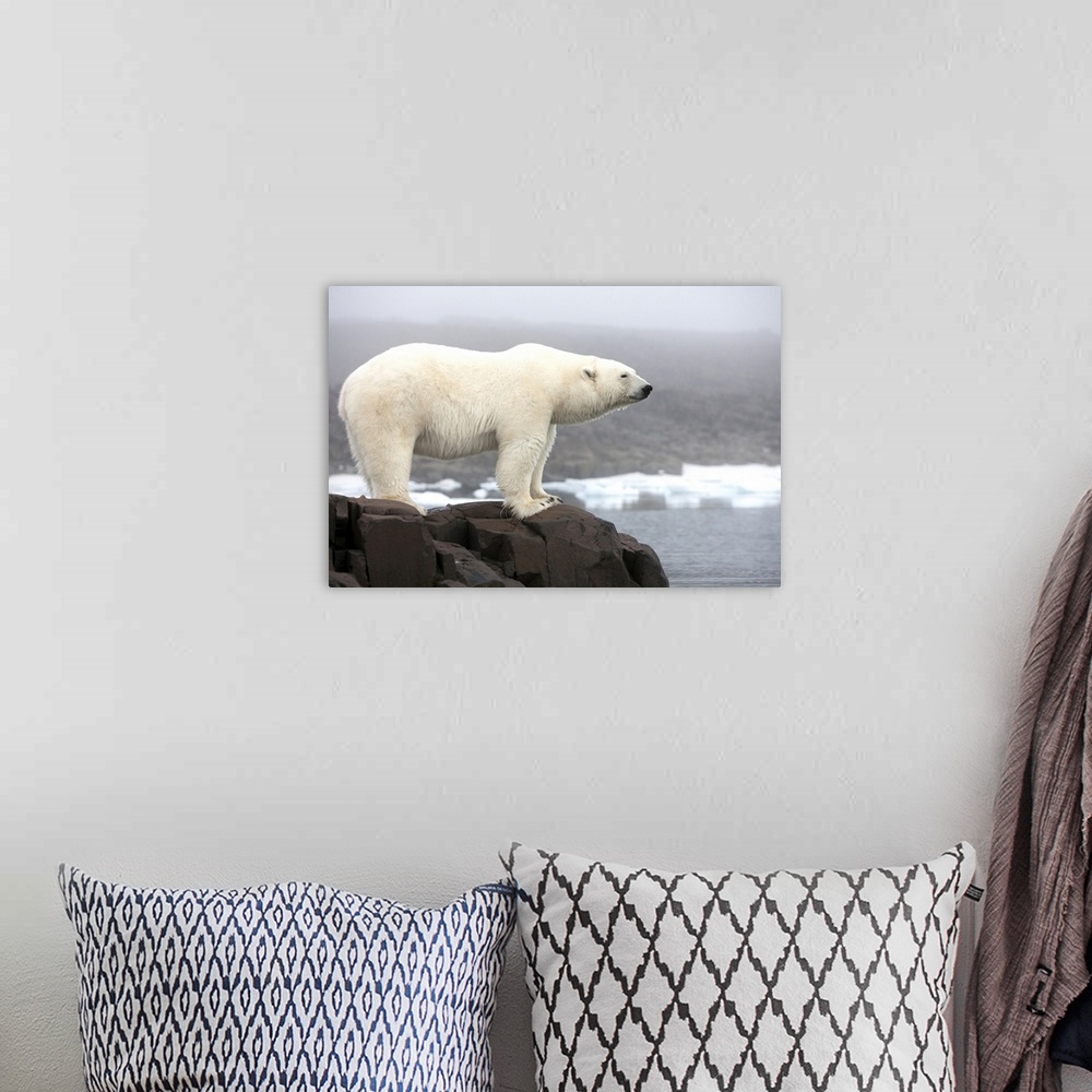 A bohemian room featuring Norway, Svalbard, Polar Bear (Ursus maritimus) standing along coast of Malmgren Island on foggy e...