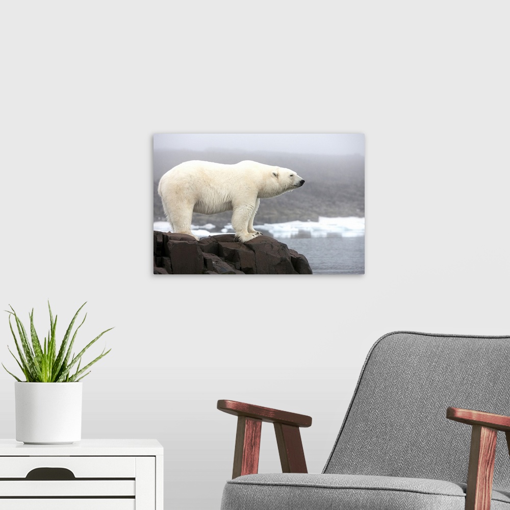 A modern room featuring Norway, Svalbard, Polar Bear (Ursus maritimus) standing along coast of Malmgren Island on foggy e...