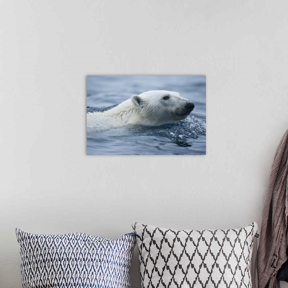 A bohemian room featuring Norway, Svalbard, Polar Bear (Ursus maritimus) swimming in sea