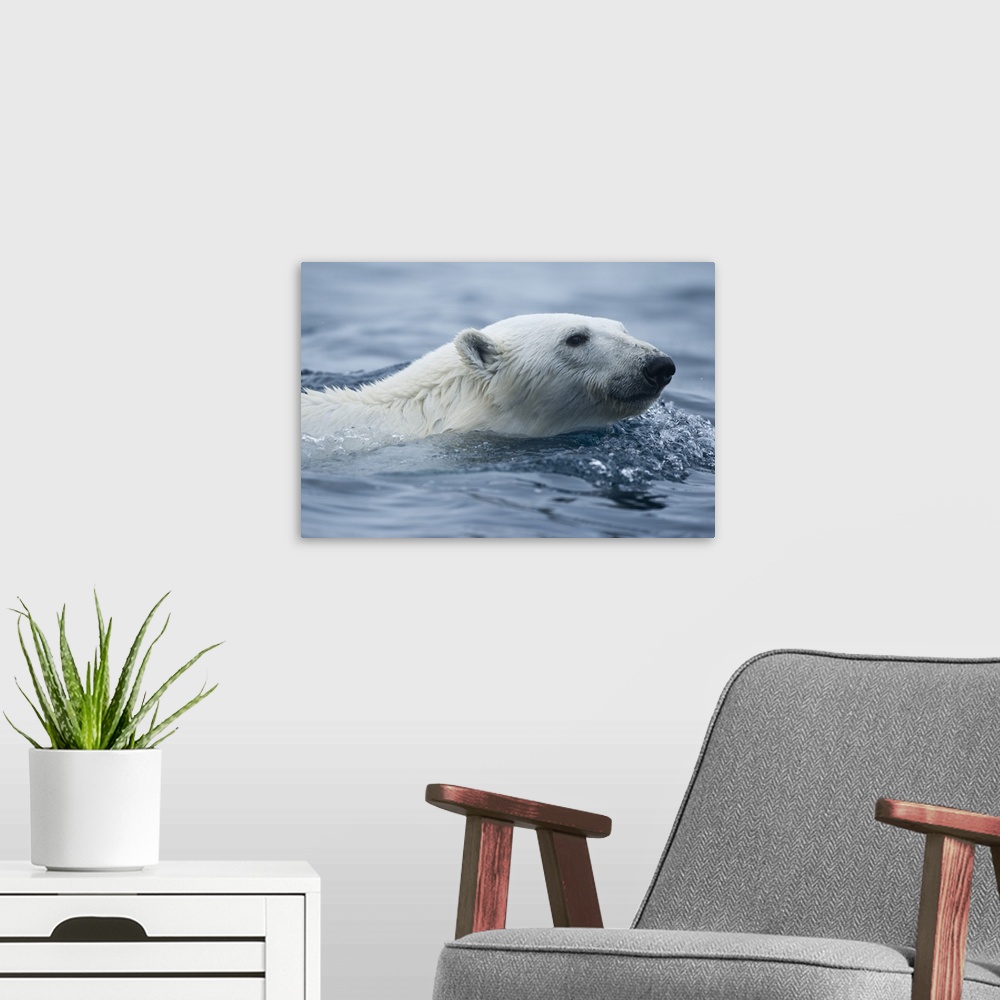 A modern room featuring Norway, Svalbard, Polar Bear (Ursus maritimus) swimming in sea