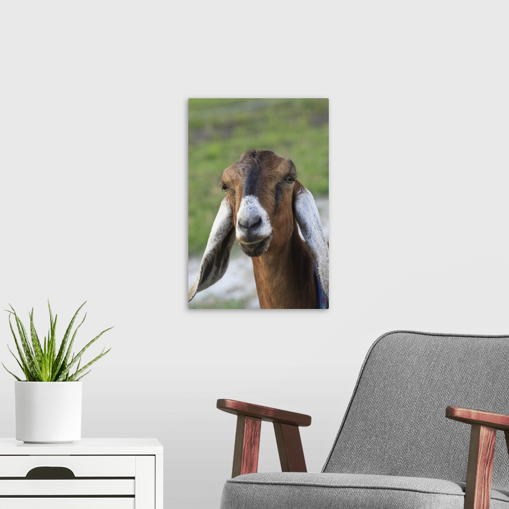 A modern room featuring Nubian goat (doe).Bushnell, FL .