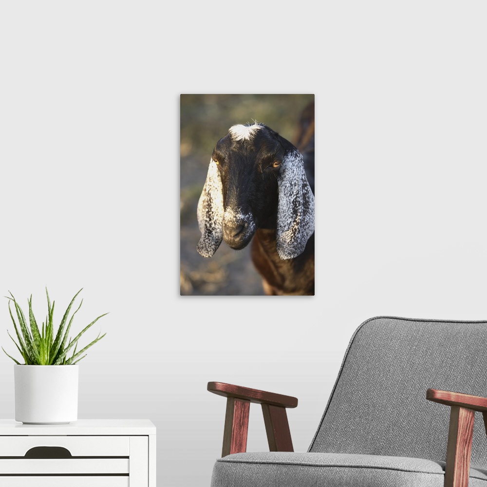 A modern room featuring Nubian purebred goat doe. Bushnell, FL.