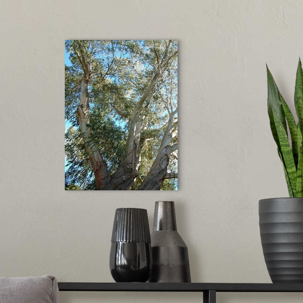 A modern room featuring NZ, Christchurch. Botanical Garden. Eucalyptus tree