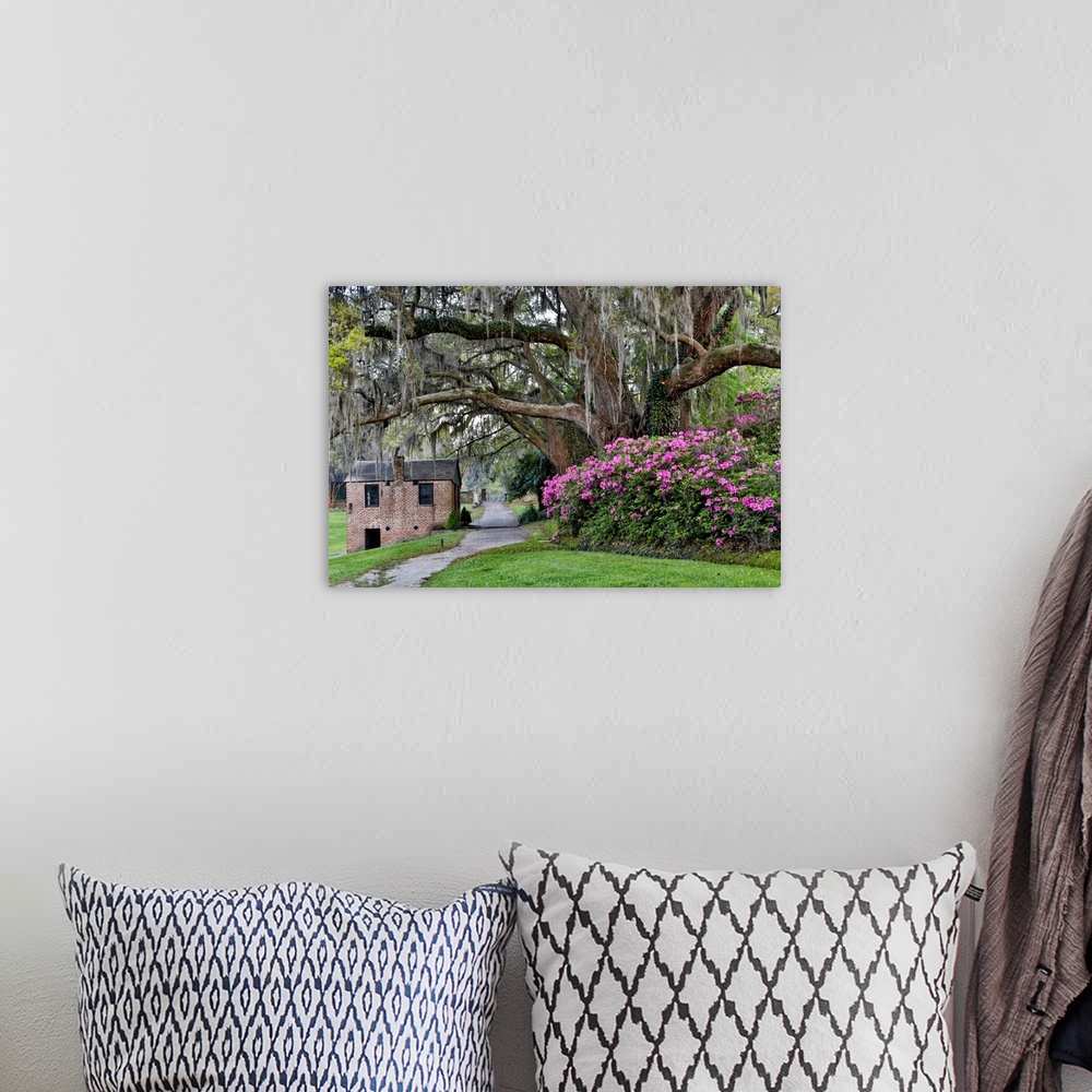 A bohemian room featuring Oak Springtime azelea blooming Middleton Place Plantation, Charleston South Carolina.