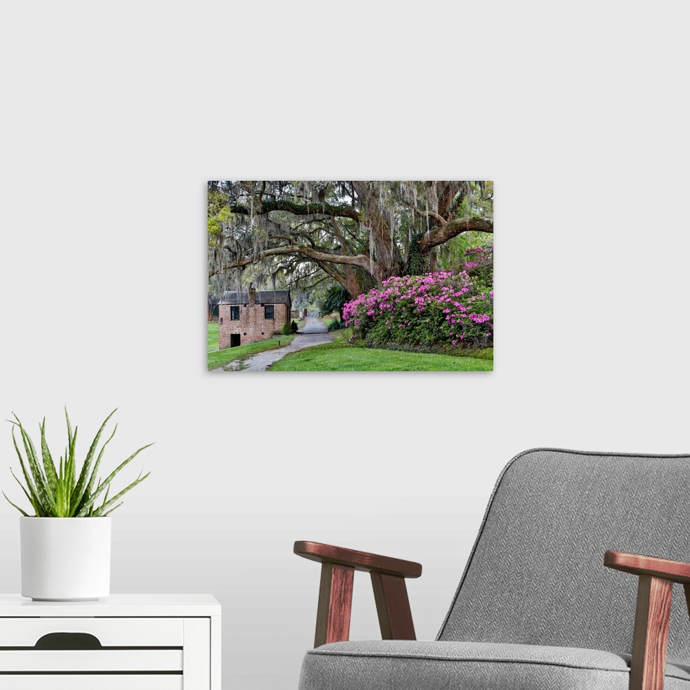 A modern room featuring Oak Springtime azelea blooming Middleton Place Plantation, Charleston South Carolina.