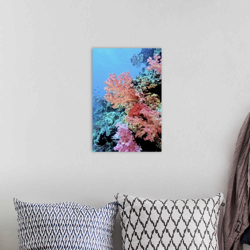 A bohemian room featuring Oceania, Fiji, Colorful Sea Fans and other Corals