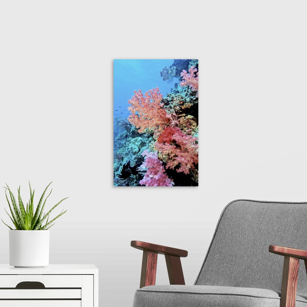 A modern room featuring Oceania, Fiji, Colorful Sea Fans and other Corals