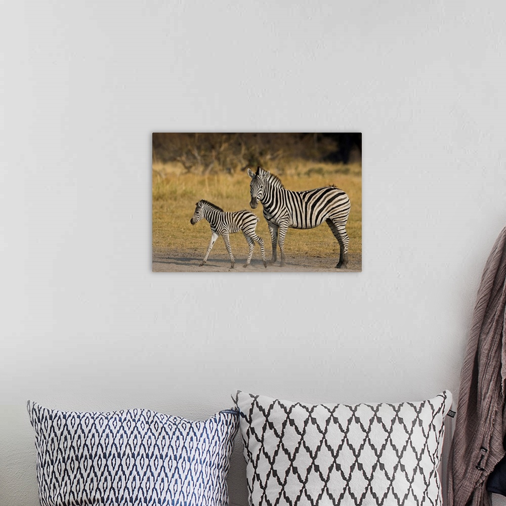 A bohemian room featuring Okavango Delta, Botswana. Plains Zebra, mother and child.