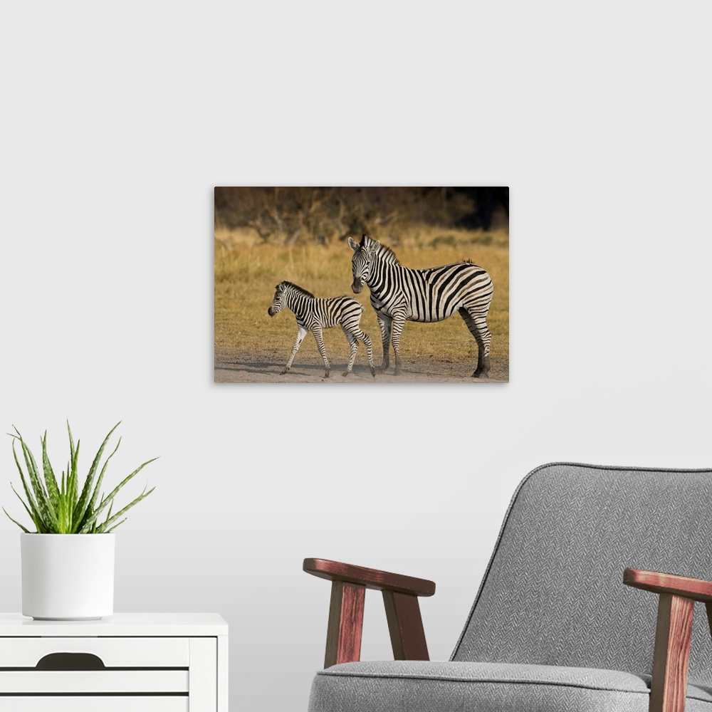A modern room featuring Okavango Delta, Botswana. Plains Zebra, mother and child.