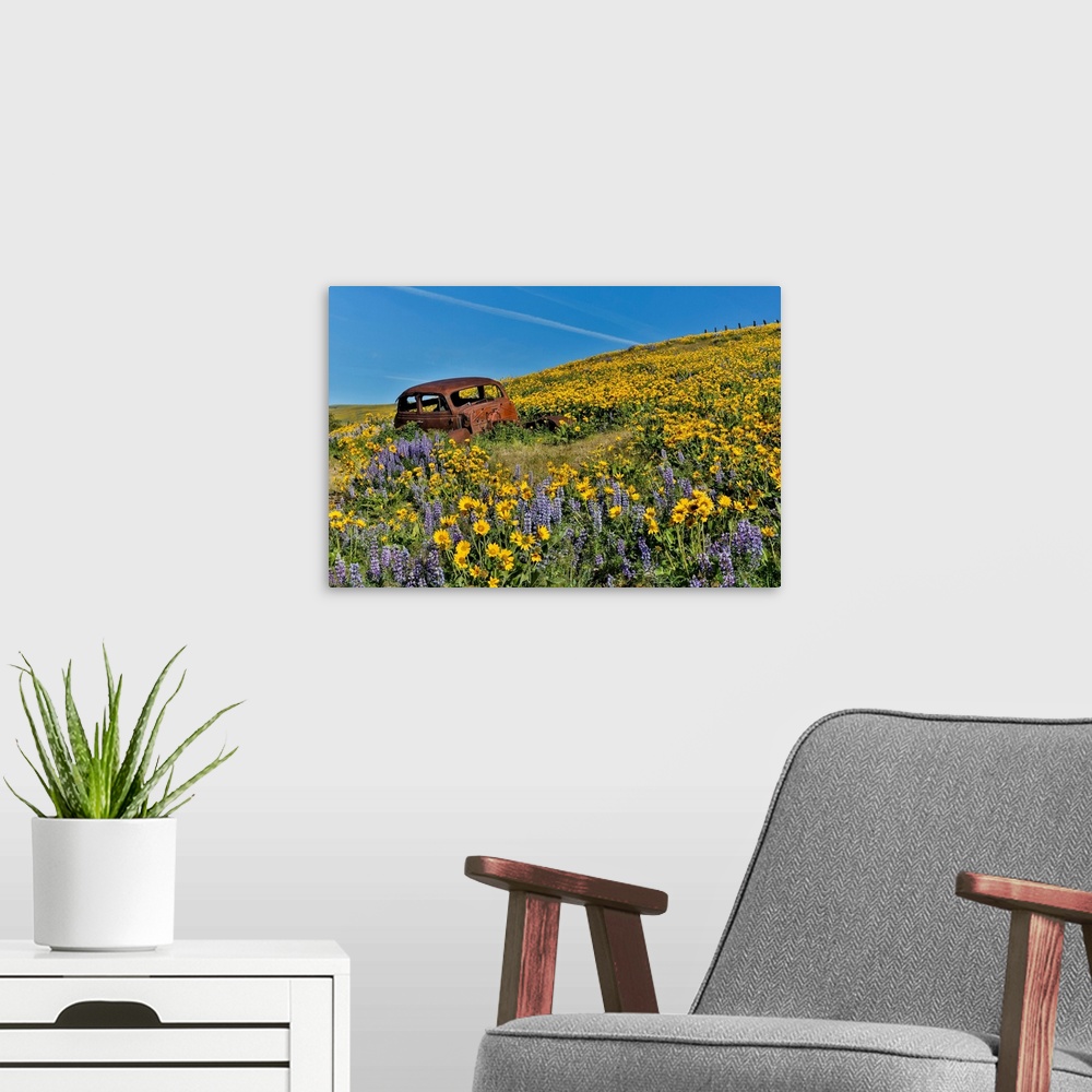 A modern room featuring Old abandoned car, Spingtime bloom with mass fields of Lupine, Arrow Leaf Balsalmroot near Dalles...
