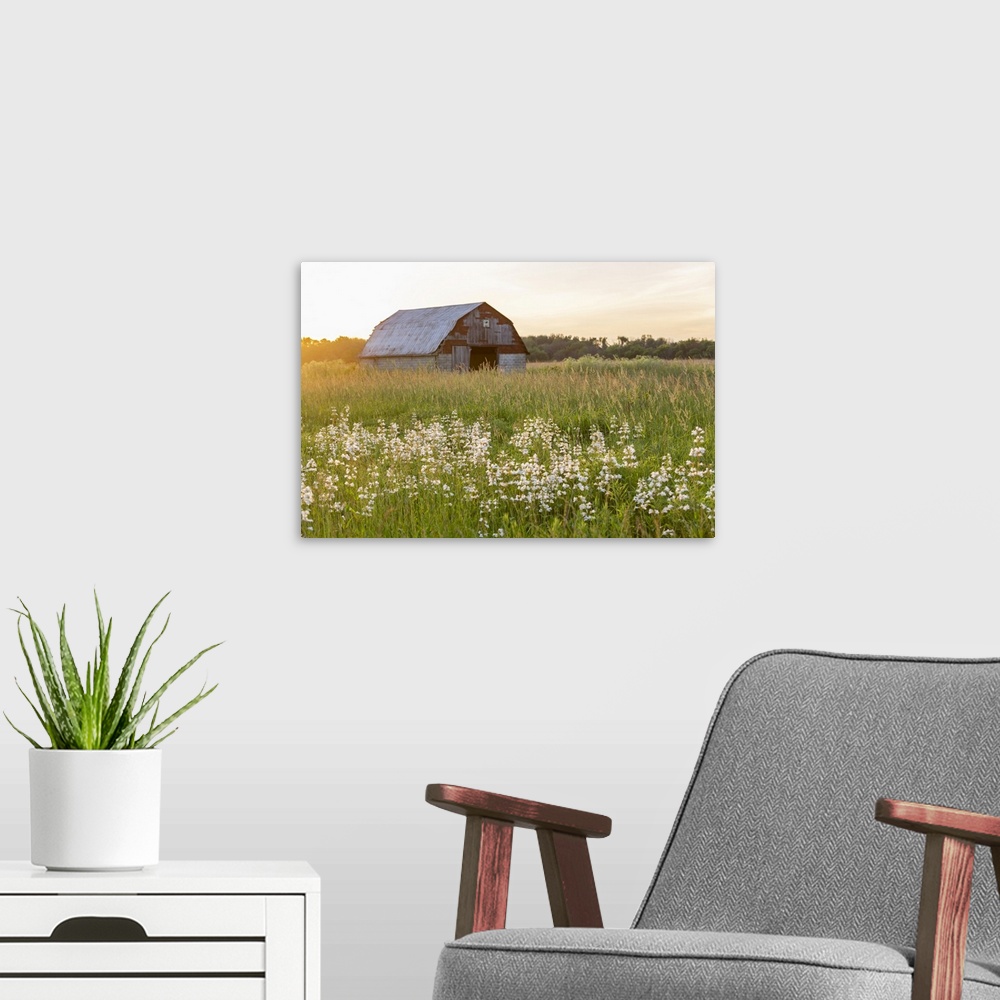 A modern room featuring Old barn and field of penstemon at sunset Prairie Ridge State Natural Area, Marion County, Illinois