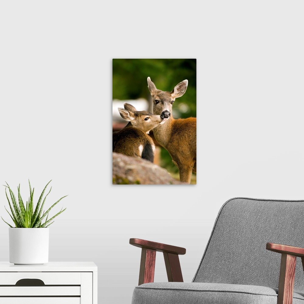A modern room featuring Washington, Olympic National Park.  Columbian Black-tailed deer (Odocoileus hemionus) doe and juv...