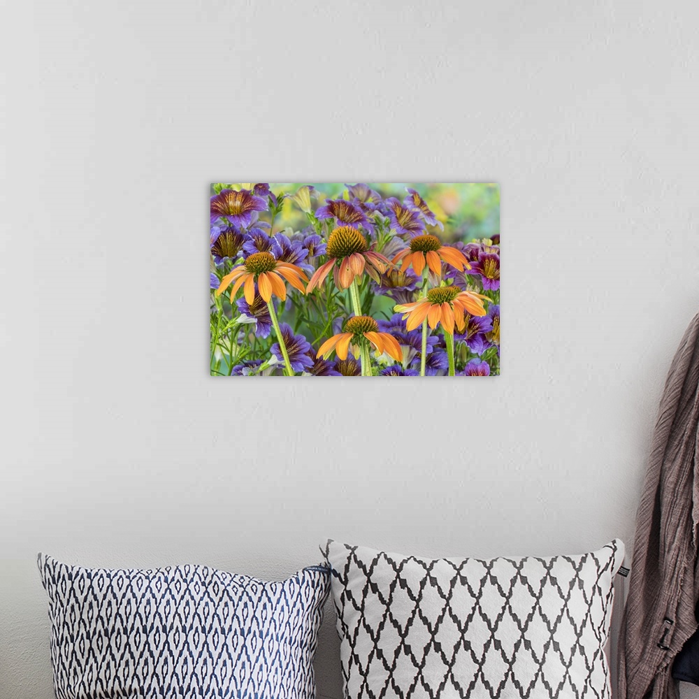 A bohemian room featuring Orange cone flower with backdrop of purple painted tongue.