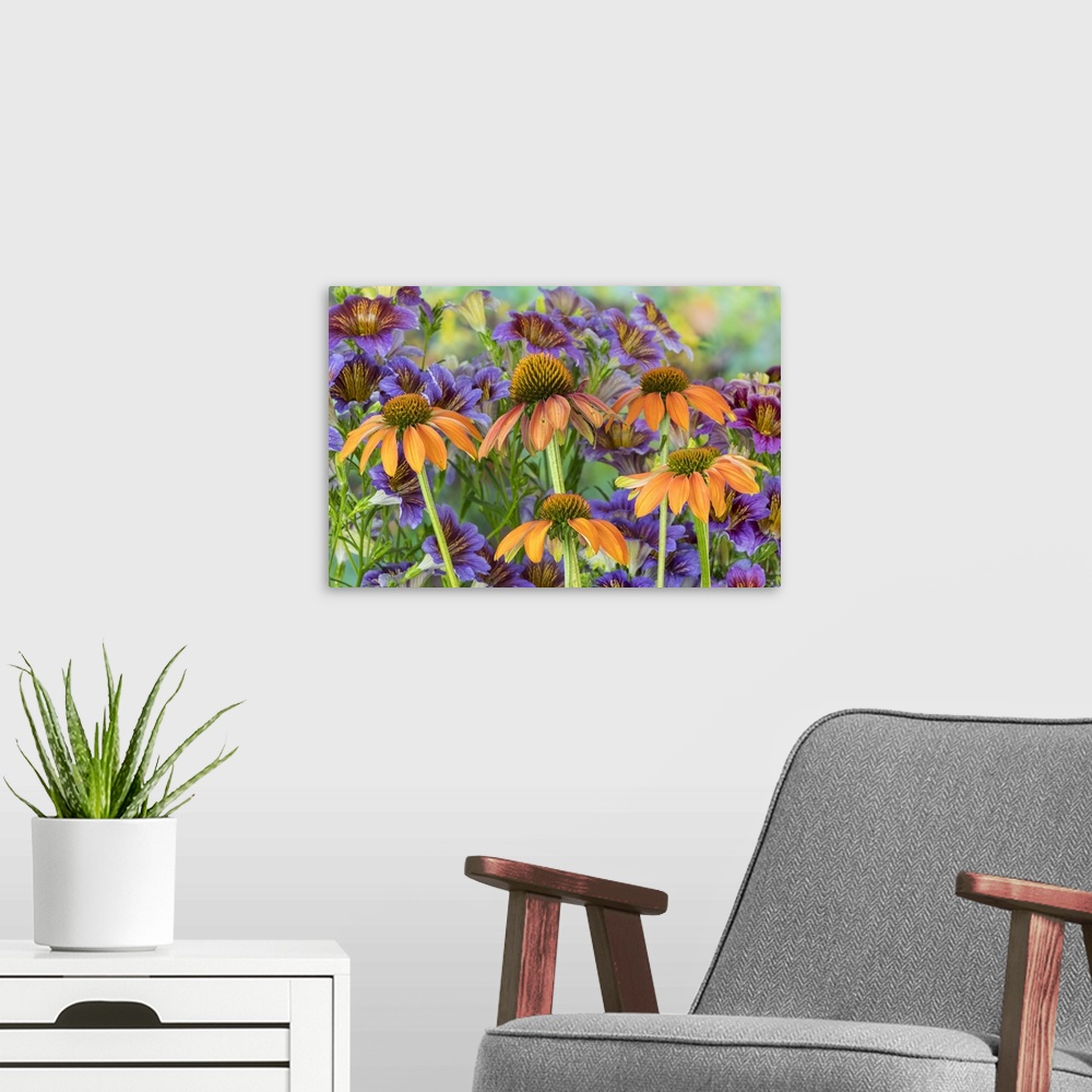A modern room featuring Orange cone flower with backdrop of purple painted tongue.