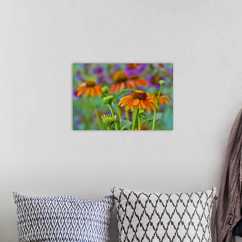 A bohemian room featuring Orange coneflower with backdrop of purple painted tongue.