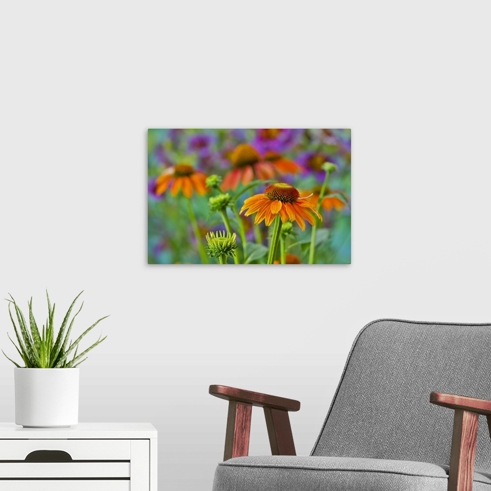 A modern room featuring Orange coneflower with backdrop of purple painted tongue.