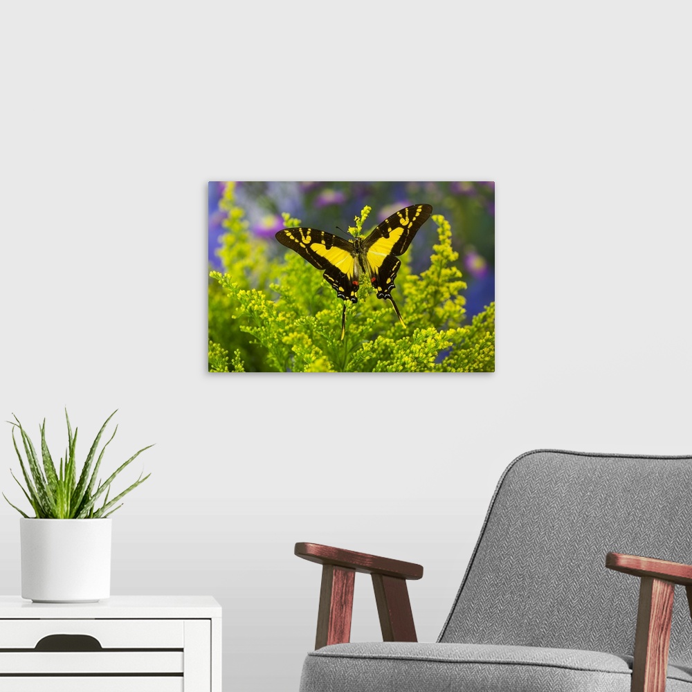 A modern room featuring Orange Kite Swallowtail Butterfly, Eurytides thyastes.