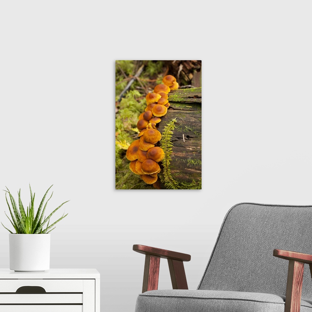 A modern room featuring Orange mushrooms growing on a log in a forest, Sechelt, British Columbia, Canada