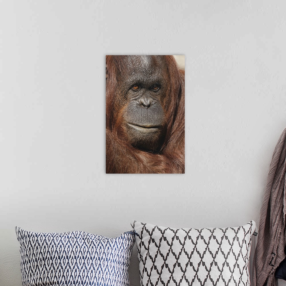 A bohemian room featuring Orangutan, Pongo, native to Borneo and Sumatra. Nature, Fauna.