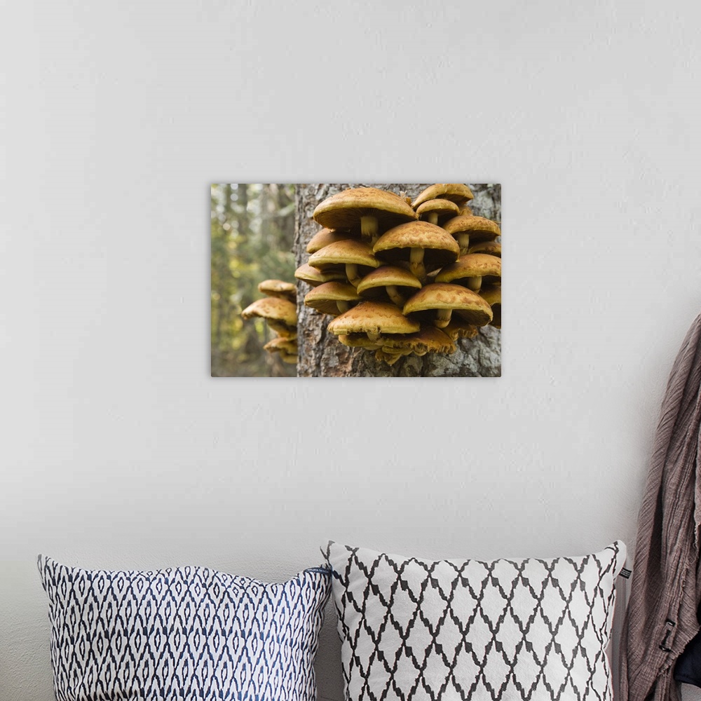 A bohemian room featuring USA, Oregon. Honey mushrooms grow on tree near Metolius River.