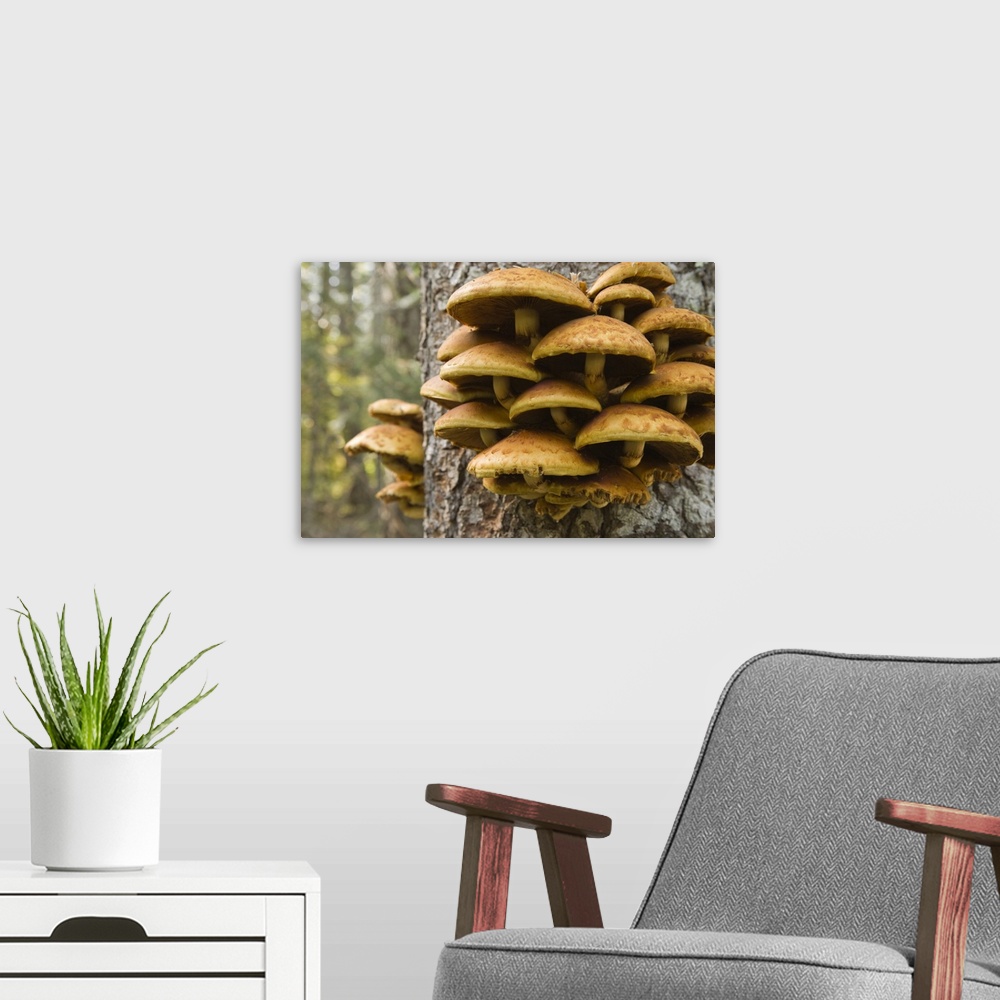 A modern room featuring USA, Oregon. Honey mushrooms grow on tree near Metolius River.