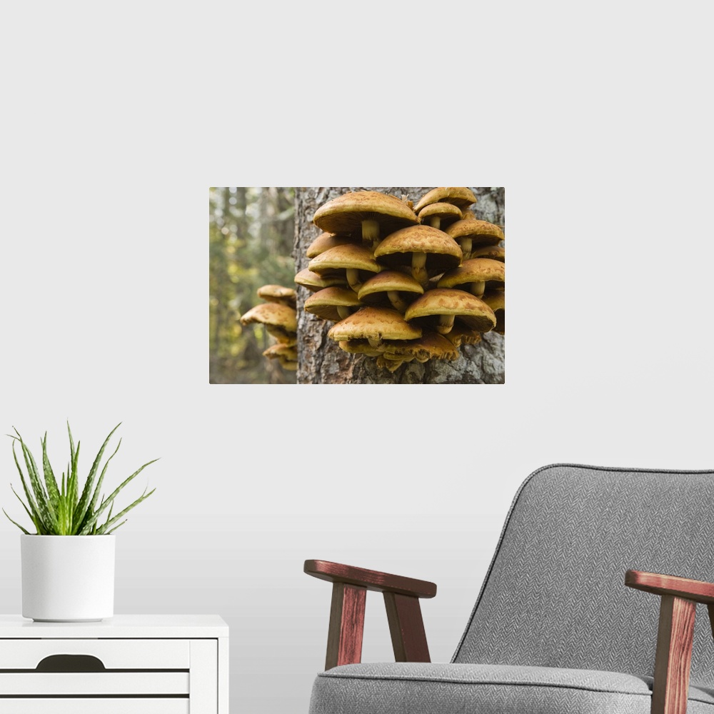 A modern room featuring USA, Oregon. Honey mushrooms grow on tree near Metolius River.