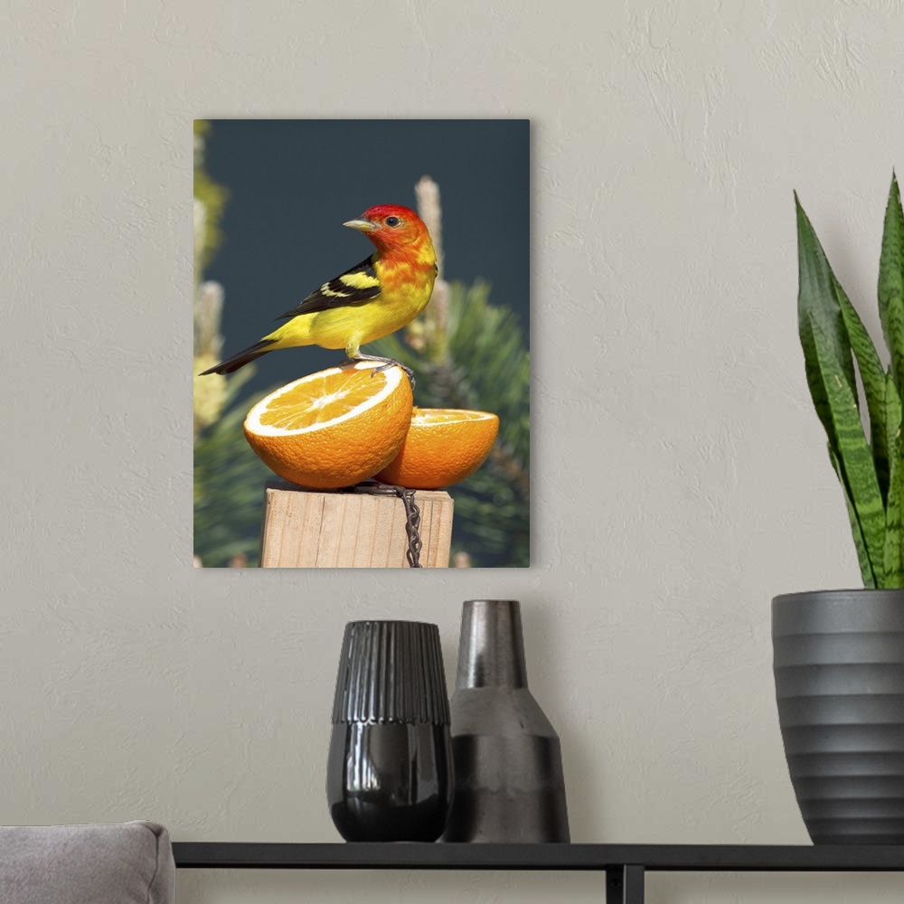 A modern room featuring Oregon, Keizer, male Western Tanager (Piranga ludoviciana) at feeding station.