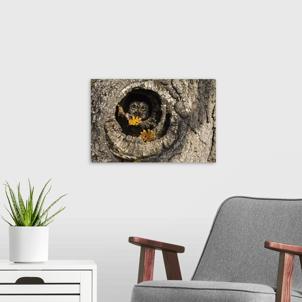 A modern room featuring USA, Oregon, Mosier. Screech owl occupies knot hole of old oak tree.